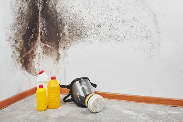 Home Mold Removal in Kincheloe, MI
