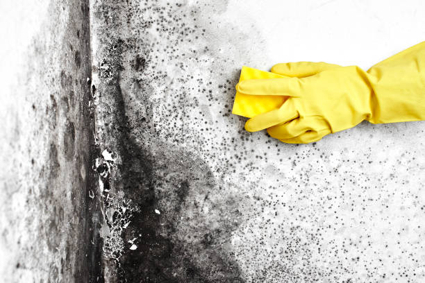 Best Mold Remediation  in Kincheloe, MI