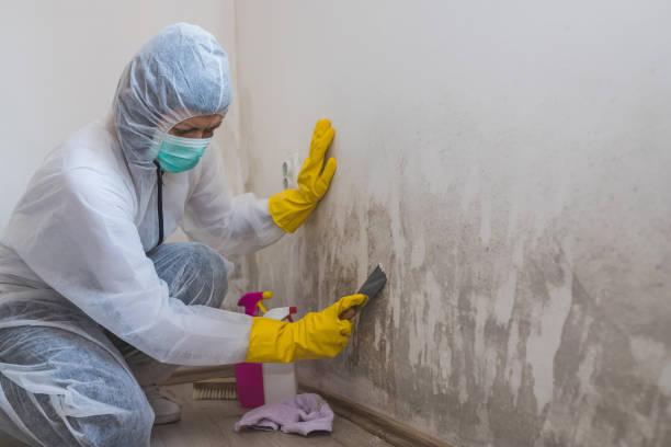 Home Mold Removal in Kincheloe, MI