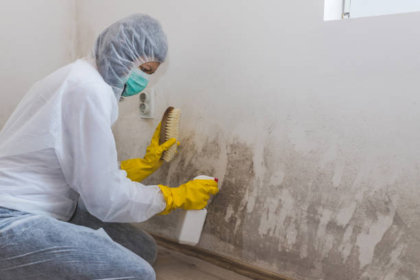 Best Mold Damage Repair  in Kincheloe, MI