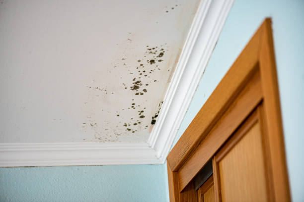 Best Home Mold Removal  in Kincheloe, MI