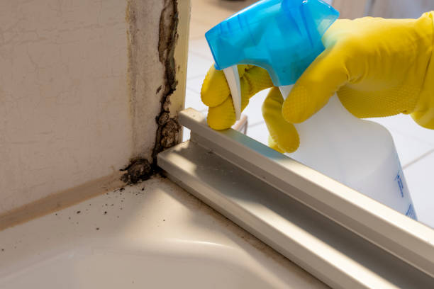 Professional Mold Removal in Kincheloe, MI