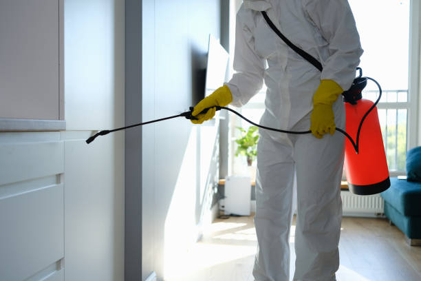 Best Black Mold Removal  in Kincheloe, MI