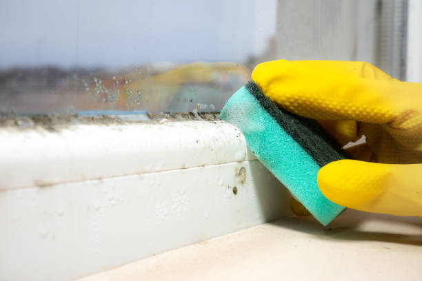 Home Mold Removal in Kincheloe, MI