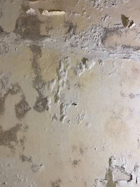 Best Mold Removal Specialists  in Kincheloe, MI