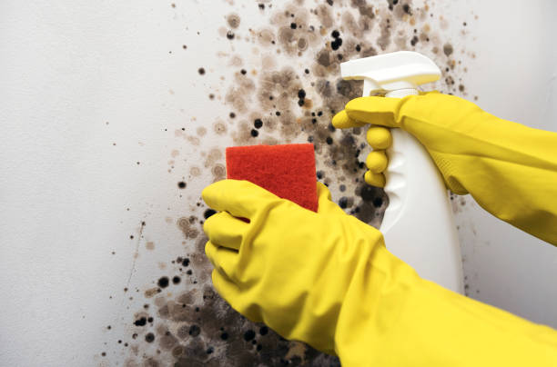 Best Mold Inspection  in Kincheloe, MI