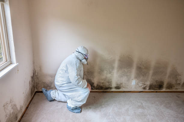 Best Emergency Mold Removal  in Kincheloe, MI