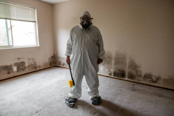 Professional Mold Removal in Kincheloe, MI